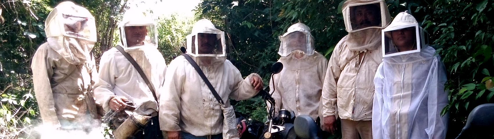 Desarrollo empresarial en apicultura