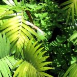 Plan de negocios de Bosques Montanos