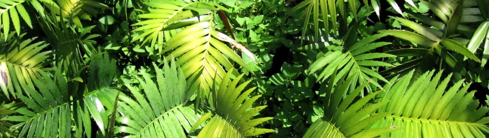 Plan de negocios de Bosques Montanos